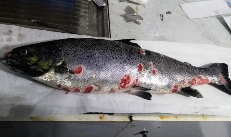 Piscirickettsia salmonis3.jpeg